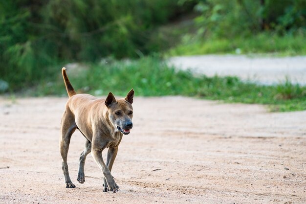 Cachorro está esperando pelo dono na beira da estrada