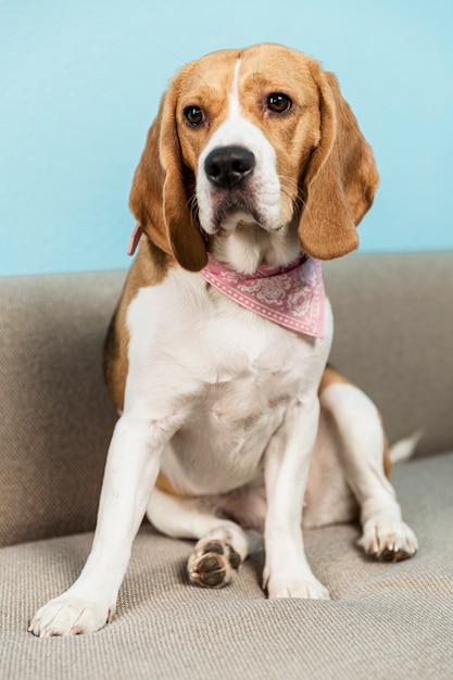 Cachorro está sentado no sofá. amor e ternura para animais de estimação. vertical.