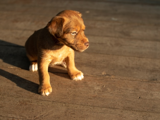 El cachorro está sentado sobre el asfalto bajo los rayos del sol que se va