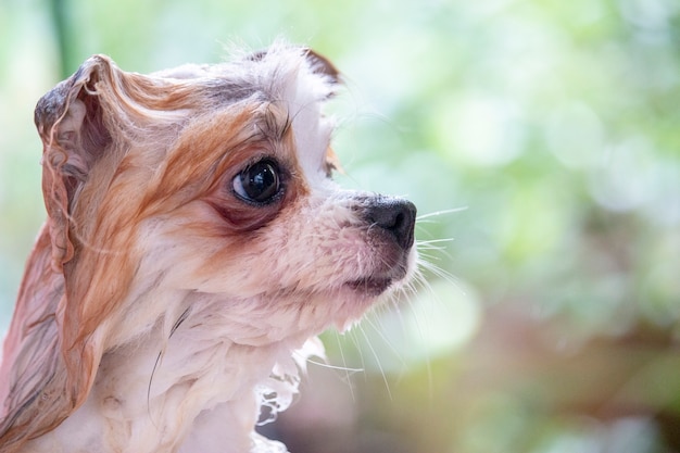 Cachorro está tomando banho.