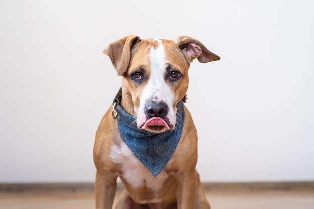 Foto cachorro faminto lambendo os lábios. filhote de cachorro staffordshire terrier fofo sentado em uma sala vazia esperando por comida