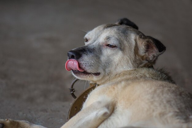 Cachorro faminto vadio Cachorro faminto com a língua de fora no centro de adoção Cachorro faminto pensando em comida e esperando por adoção