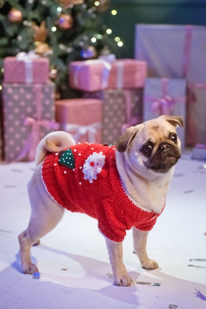 Cachorro fantasiado de papai noel sentado sob uma árvore de natal com presentes no estúdio