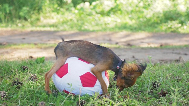 Cachorro faz sexo engraçado com brinquedo