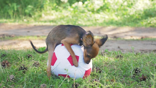 Cachorro faz sexo engraçado com um brinquedo Um brinquedo é uma bola de futebol Pernas penduradas hilariamente Cachorro Humpy terrier de brinquedo