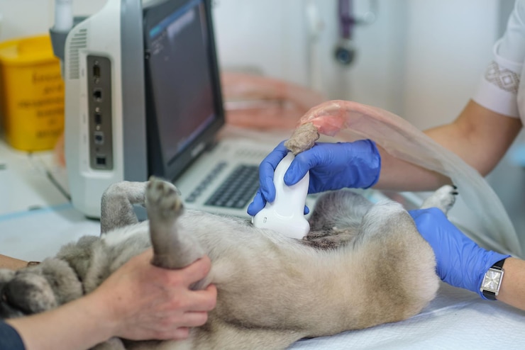 Foto cachorro fazendo ultrassom em uma clínica veterinária