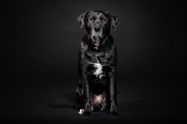 Cachorro fechando o retrato na parede escura