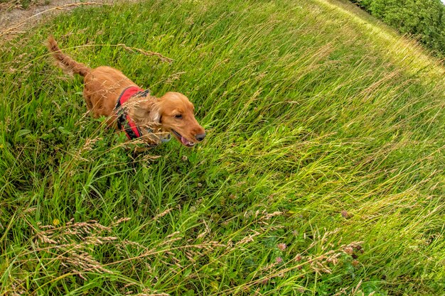 Cachorro feliz cocker spaniel en la hierba verde