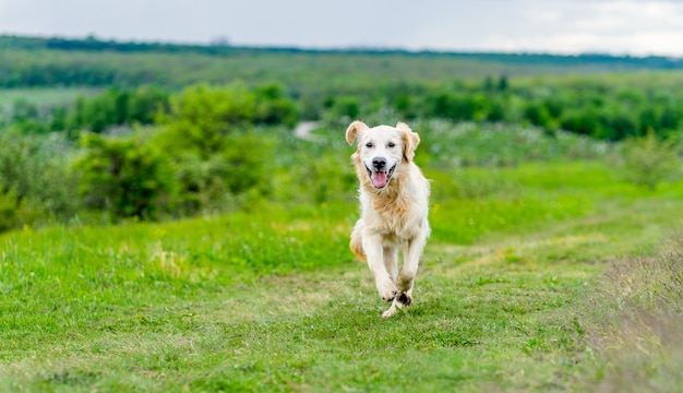 Cachorro feliz correndo na suculenta natureza verde da primavera