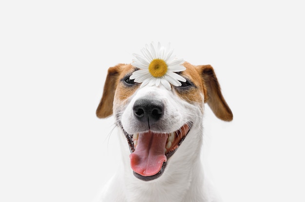 Cachorro feliz de Jack Russell com flores de camomila no nariz.