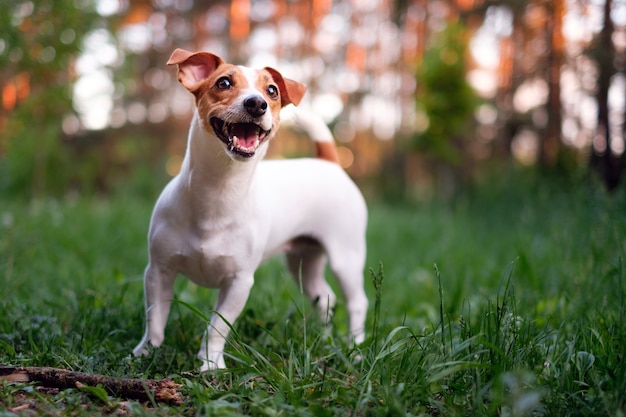 Foto cachorro feliz, jack russell brincando no parque