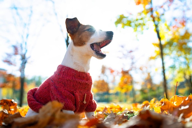 Cachorro feliz, jack russell terrier, sentado nas folhas do parque em um dia de outono, um animal suando ...