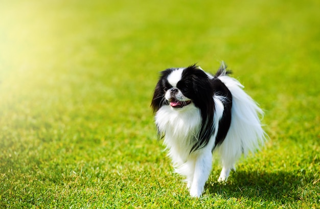 Cachorro feliz na grama verde