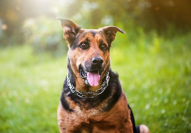 Cachorro feliz na grama verde