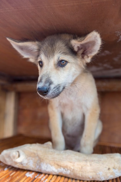 Cachorro feliz sentado en una caja de madera con un trozo de madera como regalo