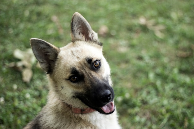 Cachorro feliz