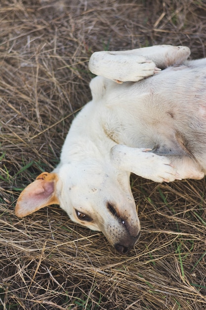 cachorro ferido dormindo na grama seca