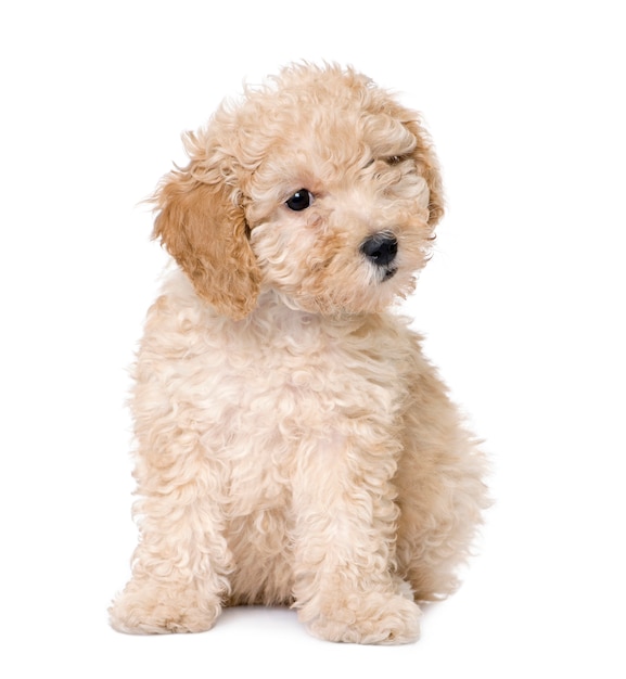 Cachorro: filhote de poodle toy de damasco