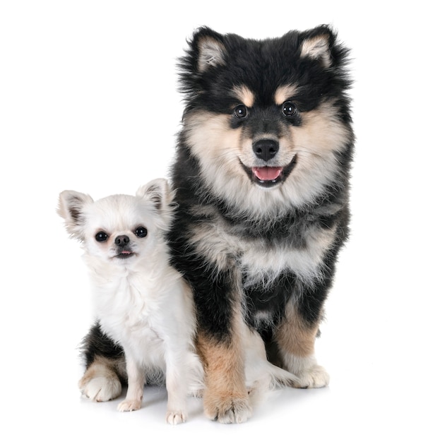 cachorro finlandés lapphund y chihuahua