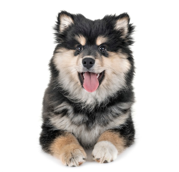 cachorro finlandés lapphund