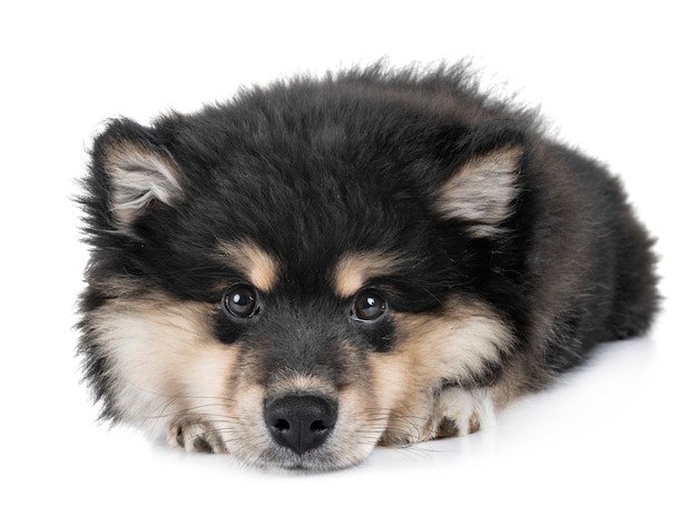 cachorro finlandés lapphund