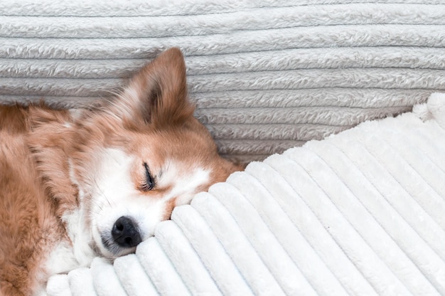 Cachorro focinho dormindo em uma cama sobre um travesseiro no apartamento