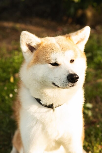 Foto cachorro fofinho akita na grama aproveita o tempo livre no parque ao ar livre perto da vertical