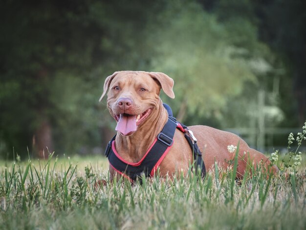 Cachorro fofo andando em um prado na grama verde