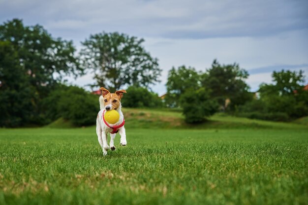 Cachorro fofo andando na grama verde brincando com bola de brinquedo