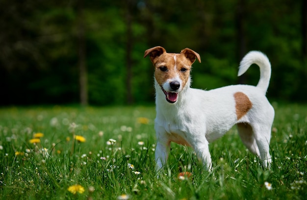 Cachorro fofo andando na grama verde Retrato de Jack Russell Terrier ao ar livre