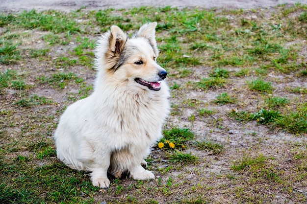 Cachorro fofo, branco, fofo e treinado sentado na grama, executando o comando do anfitrião