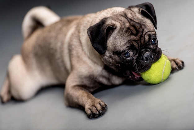 Cachorro fofo brincando com muitas coisas