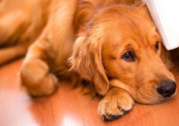 Cachorro fofo brincando com muitas coisas