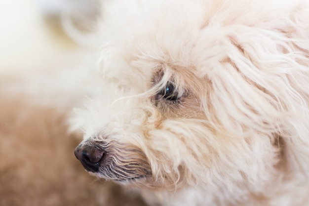 cachorro fofo close-up