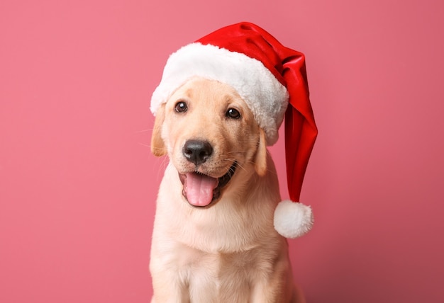 Cachorro fofo com chapéu de Papai Noel