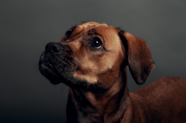 Cachorro fofo com parede cinza neutra