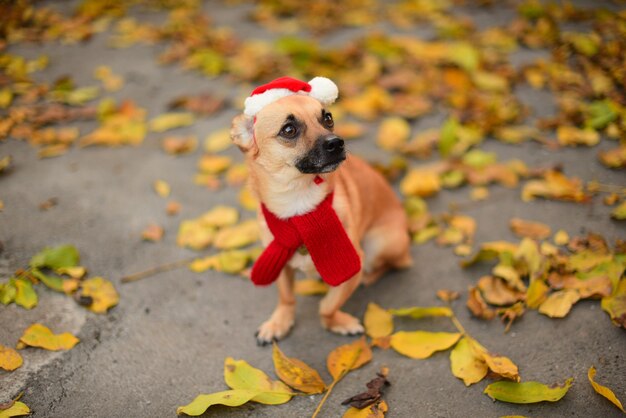 Cachorro fofo com um lenço vermelho e um chapéu de Papai Noel