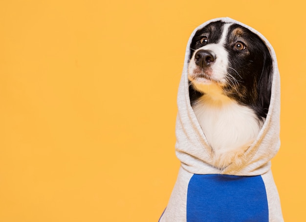 Foto cachorro fofo com uma fantasia