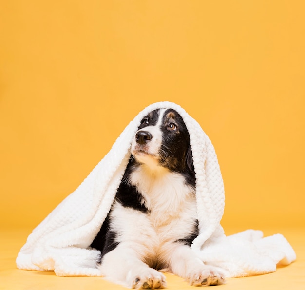 Cachorro fofo com uma toalha