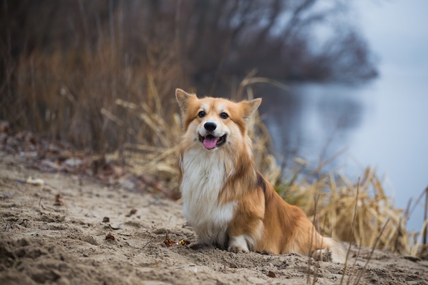 Cachorro fofo corgi sentado na praia