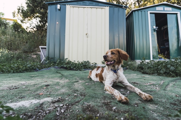 Cachorro fofo da Brittany Spaniel deitado no quintal de uma casa