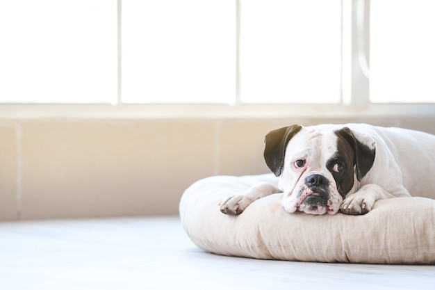 Foto cachorro fofo deitado na cama do animal de estimação em casa