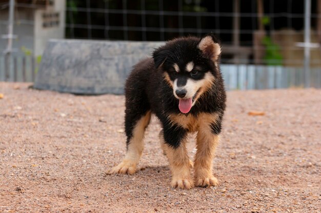 Cachorro fofo do Malamute do Alasca