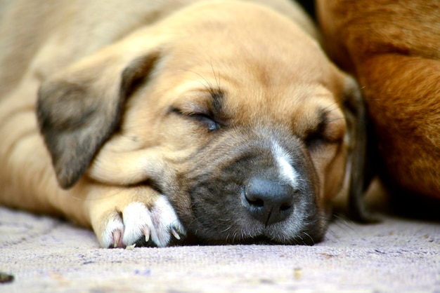 Cachorro fofo dormindo