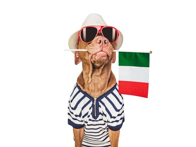 Cachorro fofo e bandeira italiana Closeup dentro de casa Foto de estúdio Parabéns para a família entes queridos parentes amigos e colegas Conceito de cuidado de animais de estimação