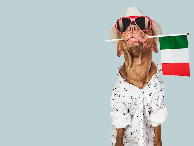 Cachorro fofo e bandeira italiana Closeup dentro de casa Foto de estúdio Parabéns para a família entes queridos parentes amigos e colegas Conceito de cuidado de animais de estimação