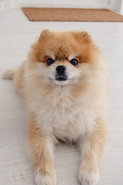 Cachorro fofo e fofo da pomerânia, deitado no chão, olhando direto para a câmera