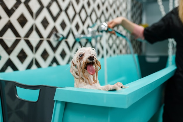 Cachorro fofo em espuma, aparador feminino no fundo