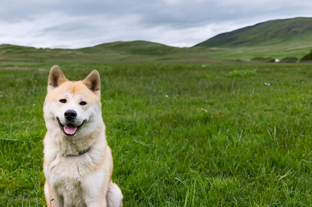 Cachorro fofo em um campo de montanha