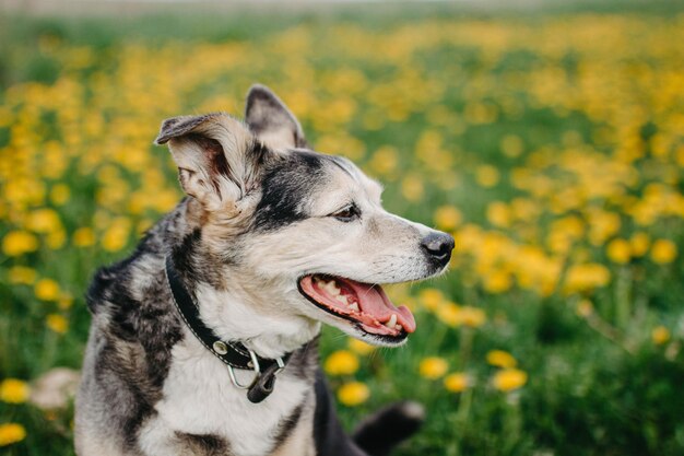 cachorro fofo em uma caminhada no gramado da natureza com flores amarelas